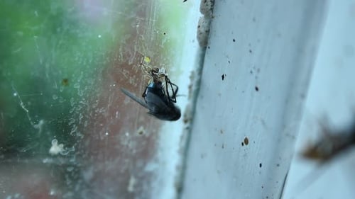 La pequeña araña que atrapa rápidamente vuela en su telaraña y come para sobrevivir, cadena alimentaria
