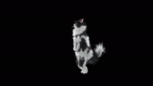 Katze 4K