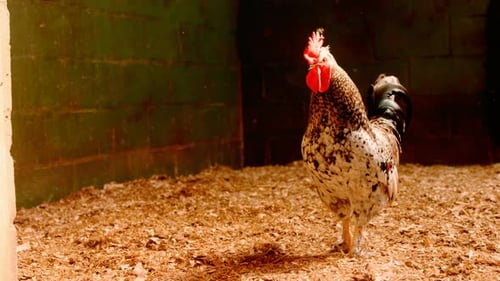Cock in the barn