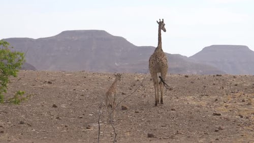 Mother and baby giraffe walk away on the savanna
