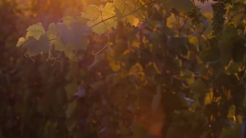 Sunset Grapes