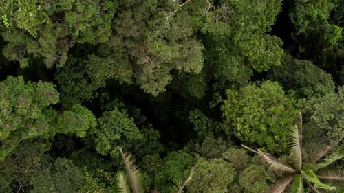 Vista aérea superior de um dossel de floresta tropical se movendo em direção ao chão da floresta
