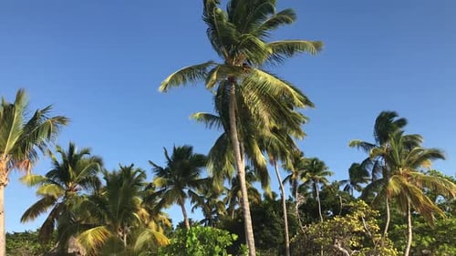 Palm Trees Swaying in Tropical Beach Paradise