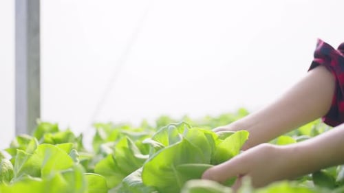 Hydroponics farm organic fresh harvested vegetables concept