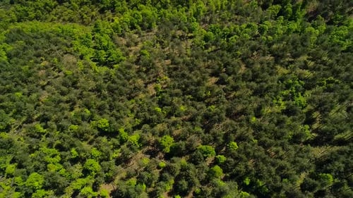 Aerial View Forest