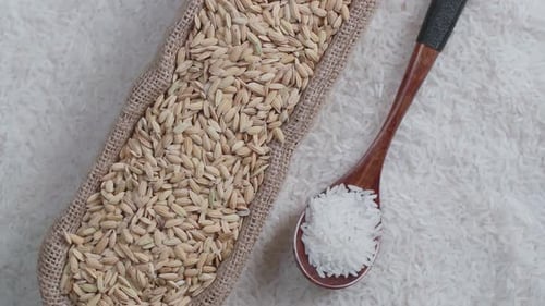 Raw Rice Seeds and Grains with Wooden Spoon