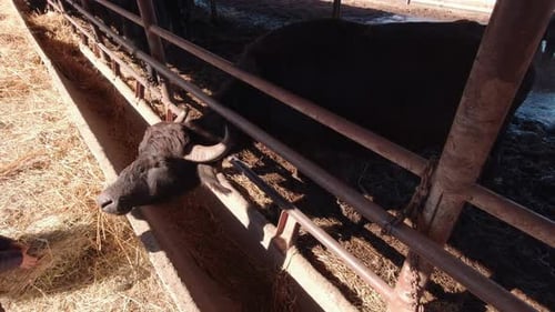 Dark Coated Water Buffalo Feeding on Hay on Farm