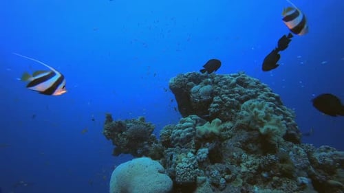 Tropical Seascape Underwater Colourful Fish