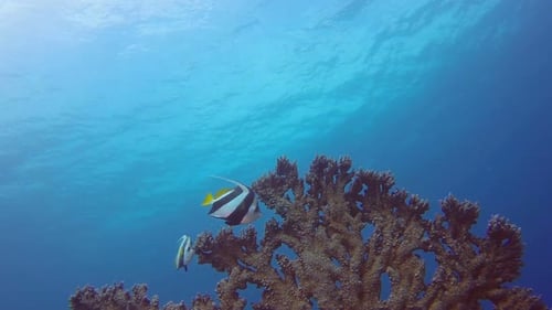 Exotic Fish Swim Near Coral Reefs Underwater