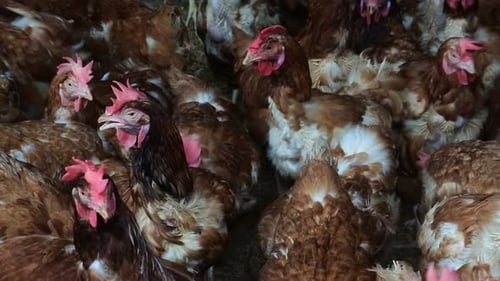 hundreds of chickens with reddish feathers in the coop. livestock industry.