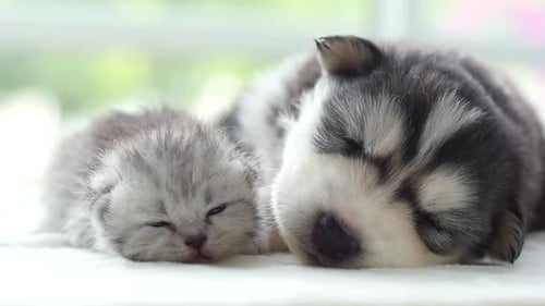 Adorable Kitten and Puppy Sleeping Together