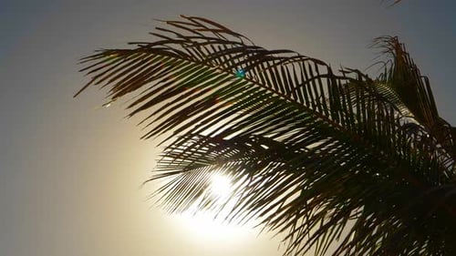 Palm Tree Silhouette with the Sun Shining Through