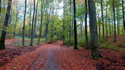 Footpath in forest with old trees and colorful leaves in the autumn, Poland