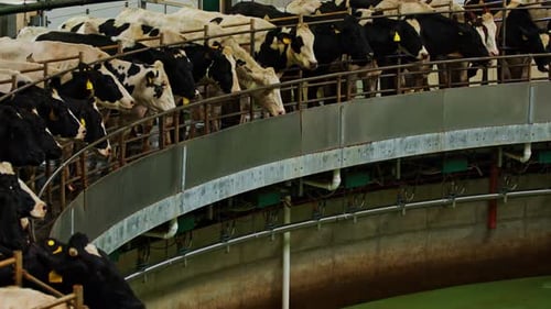 Cow on Feeding Station on Dairy Factory