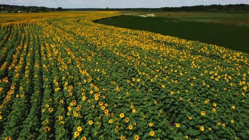 Aerial Drone View Flight Over Sunflower Field on Sunny Summer Day
