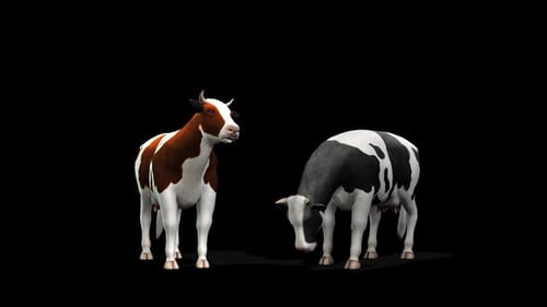 Animated Cows Standing and Eating