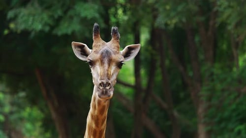 Nahaufnahme einer Giraffe, die sich in der Natur ausruht