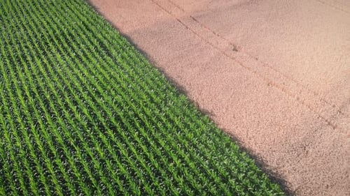 Agriculture fields, top view