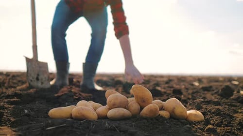 Freshly Harvested Potatoes on a Sunny Farm