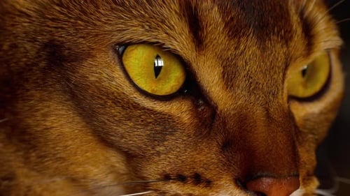 Abessinierkatzen-Porträt