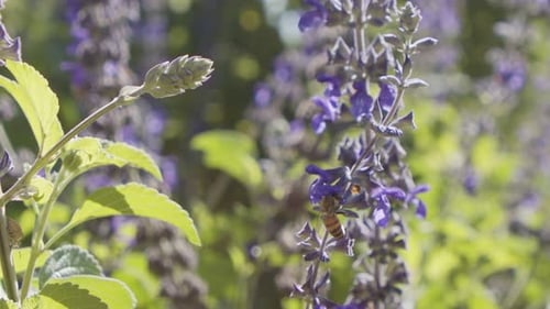 Bee on Purple Flowers in Nature