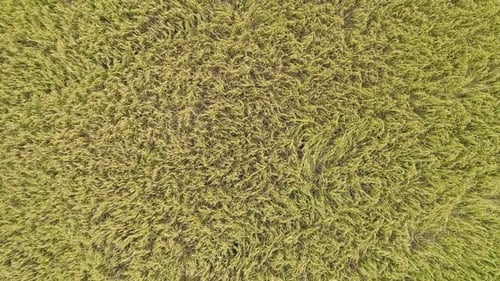 Flying Over Fields