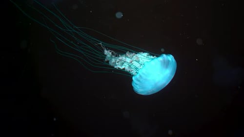 Graceful Jellyfish Gently Drifting in Dark Depths