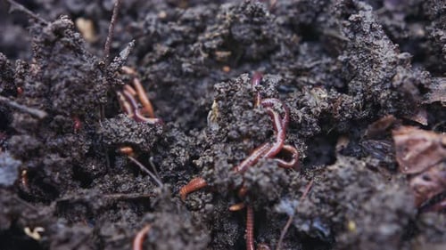 Nahaufnahme roter Würmer in fruchtbarem Bio-Gartenboden