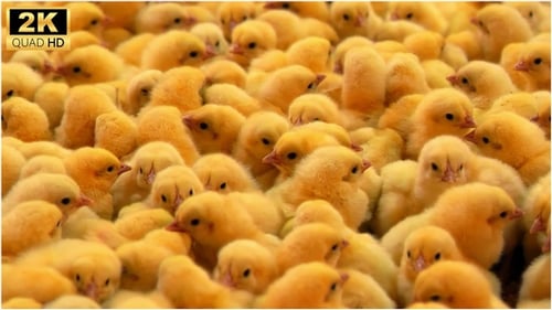 Group of Adorable Yellow Baby Chicks
