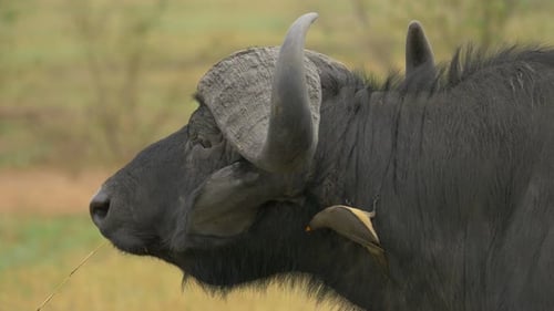 Gros plan d'un buffle du Cap et d'un pic