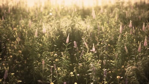 Wild Field Flowers at Summer Sunset