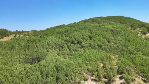 aerial natural forest landscape
