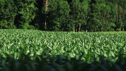 Green Corn Field