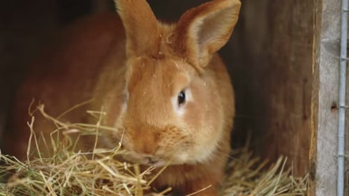 Close Up of Red Rabbit Sitting in Hay