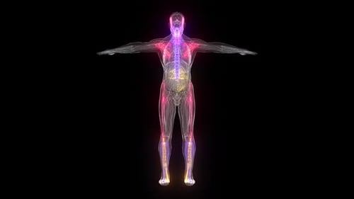 3D Human Body Anatomy Scan with Glowing Internal Systems