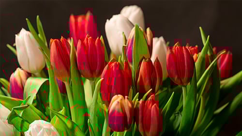Vibrant Red and White Tulips in Full Bloom