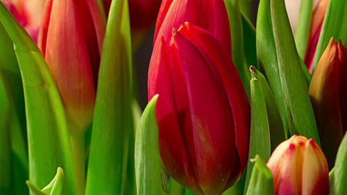 Blooming Tulips, Red White and Orange in Close Up