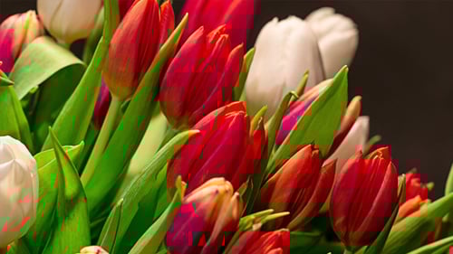 Close Up of a Colorful Tulip Bouquet