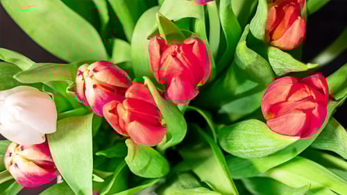 Colorful Bouquet of Tulips Blooming Beautifully