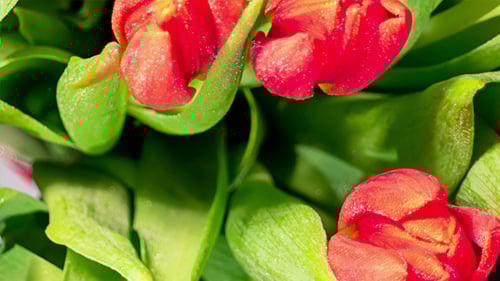 Beautiful Red Tulips Bloom with Green Leaves