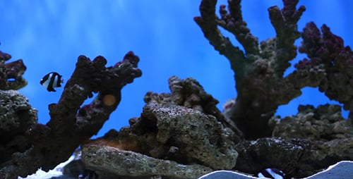 Aquarienfische 1