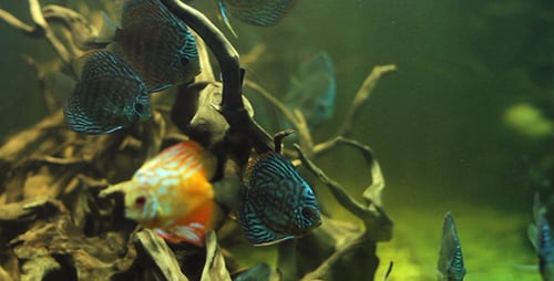 Aquarium Fish 2