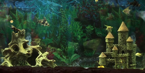 Aquarium Fish 3