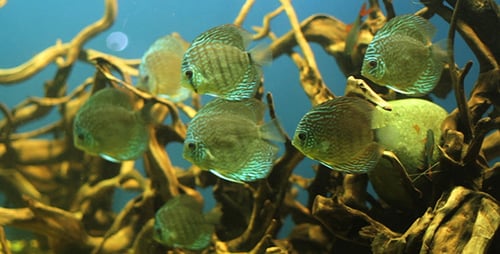 Aquarium Fish 4