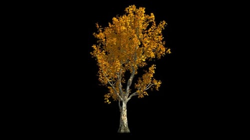 Tree With Yellow Leaves