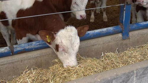 Grass-eating calf. Calf diseases.