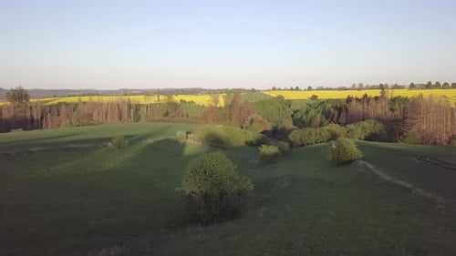 Drone flies over countryside with yellow rapeseed field.