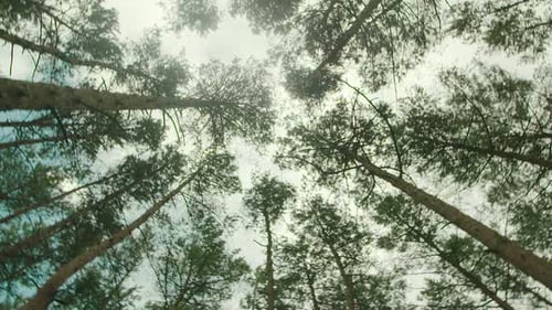 Tree Tops in the Forest Against Clouds