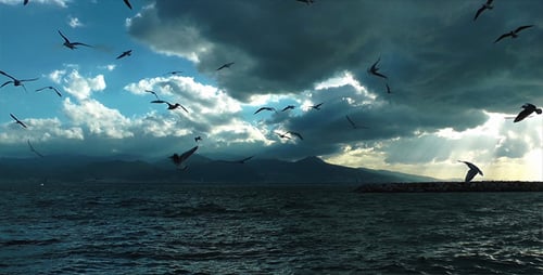 Möwen und Meer