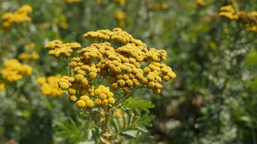 Yellow Tansy Flowers Blooming in a Field